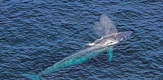Research: First recording of a blue whale’s heart rate —