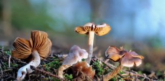 Research: Using fungi to search for medical drugs —