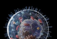 Research: What keeps cells in shape? New research points to two types of motion —