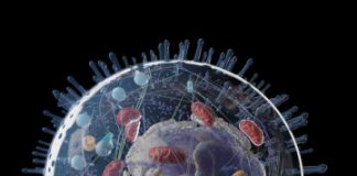 Research: What keeps cells in shape? New research points to two types of motion —