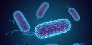 Research: Laboratory-evolved bacteria switch to consuming carbon dioxide for growth —