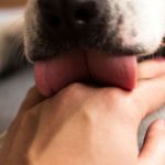 Report: Healthy man dies weeks after being licked by his dog Report: Healthy man dies weeks after being licked by his dog