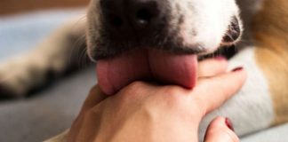 Report: Healthy man dies weeks after being licked by his dog Report: Healthy man dies weeks after being licked by his dog