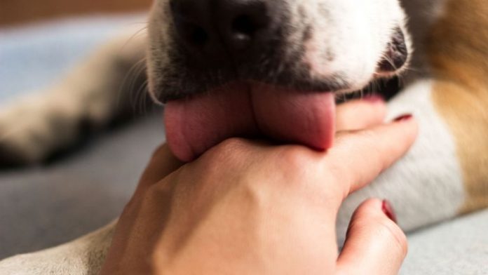 Report: Healthy man dies weeks after being licked by his dog