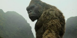 Research: Ancient King Kong-like ape likely stood 10 feet tall Research: Ancient King Kong-like ape likely stood 10 feet tall