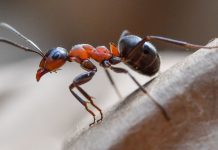 Research: ‘Cannibal’ ants discovered in nuclear bunker Research: 'Cannibal' ants discovered in nuclear bunker