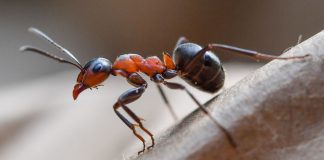 Research: ‘Cannibal’ ants discovered in nuclear bunker Research: 'Cannibal' ants discovered in nuclear bunker