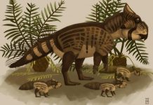 Research: Discovery of BC’s first unique dinosaur species Research: Discovery of BC's first unique dinosaur species