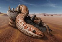 Research: Snake ancestors had legs, cheekbones 100 million years ago Research: Snake ancestors had legs, cheekbones 100 million years ago