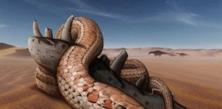 Research: Snake ancestors had legs, cheekbones 100 million years ago Research: Snake ancestors had legs, cheekbones 100 million years ago