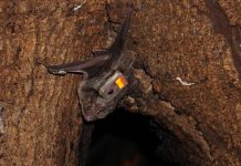 Research: Vampire bats form close friendships and help each other Research: Vampire bats form close friendships and help each other
