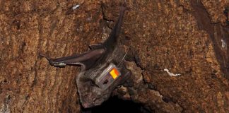 Research: Vampire bats form close friendships and help each other Research: Vampire bats form close friendships and help each other