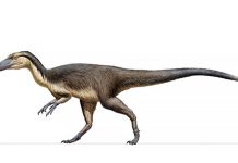 Researchers Find Fossilized Feathers of Cretaceous Polar Dinosaurs and Birds Researchers Find Fossilized Feathers of Cretaceous Polar Dinosaurs and Birds