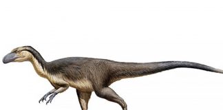 Researchers Find Fossilized Feathers of Cretaceous Polar Dinosaurs and Birds Researchers Find Fossilized Feathers of Cretaceous Polar Dinosaurs and Birds