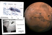 Researchers Reveal That They’ve Found Evidence of Insects on Mars Researchers Reveal That They've Found Evidence of Insects on Mars