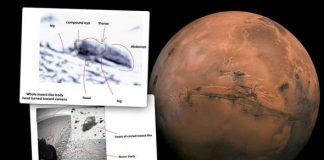 Researchers Reveal That They’ve Found Evidence of Insects on Mars Researchers Reveal That They've Found Evidence of Insects on Mars