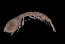 Researchers discover oldest relative of modern ‘comma’ shrimp Researchers discover oldest relative of modern 'comma' shrimp