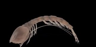 Researchers discover oldest relative of modern ‘comma’ shrimp Researchers discover oldest relative of modern 'comma' shrimp