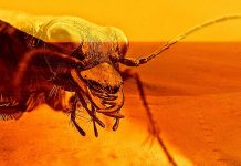 Scientist Claims to Have Discovered Insect-Like Life on Mars Scientist Claims to Have Discovered Insect-Like Life on Mars