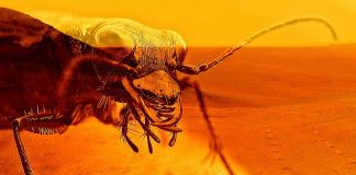Scientist Claims to Have Discovered Insect-Like Life on Mars Scientist Claims to Have Discovered Insect-Like Life on Mars