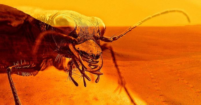 Scientist Claims to Have Discovered Insect-Like Life on Mars