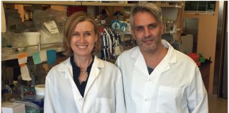 Scientists identify protein that governs human blood stem cell self-renewal Scientists identify protein that governs human blood stem cell self-renewal