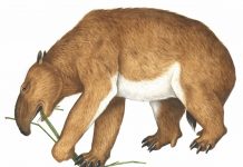 Study: 50 years of fossil wonders Study: 50 years of fossil wonders