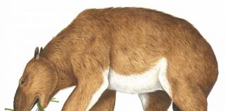 Study: 50 years of fossil wonders Study: 50 years of fossil wonders