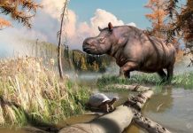 Study: Ancient rhinos roamed the Yukon Study: Ancient rhinos roamed the Yukon