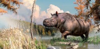 Study: Ancient rhinos roamed the Yukon Study: Ancient rhinos roamed the Yukon