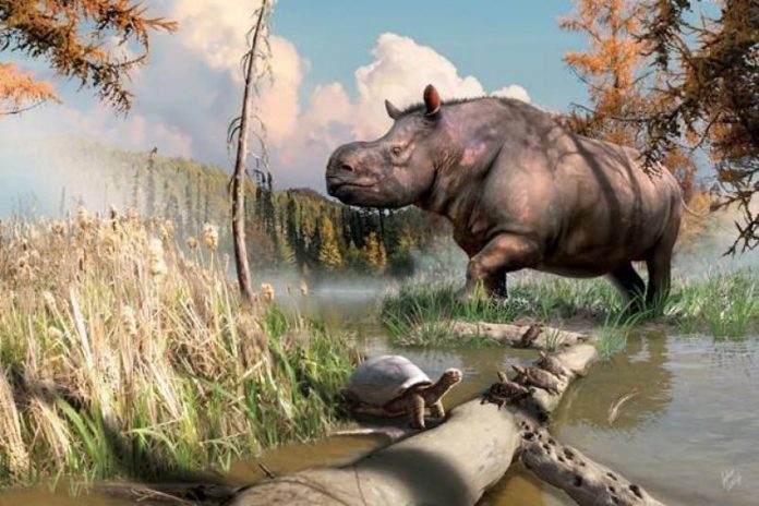 Study: Ancient rhinos roamed the Yukon
