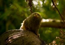 Study: Early mammal with a different way of hearing Study: Early mammal with a different way of hearing