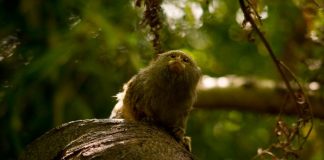 Study: Early mammal with a different way of hearing Study: Early mammal with a different way of hearing