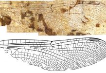 Study: “First Fossil Dragonflies From B.C. Identified and Named” Study: "First Fossil Dragonflies From B.C. Identified and Named"