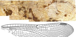 Study: “First Fossil Dragonflies From B.C. Identified and Named” Study: "First Fossil Dragonflies From B.C. Identified and Named"