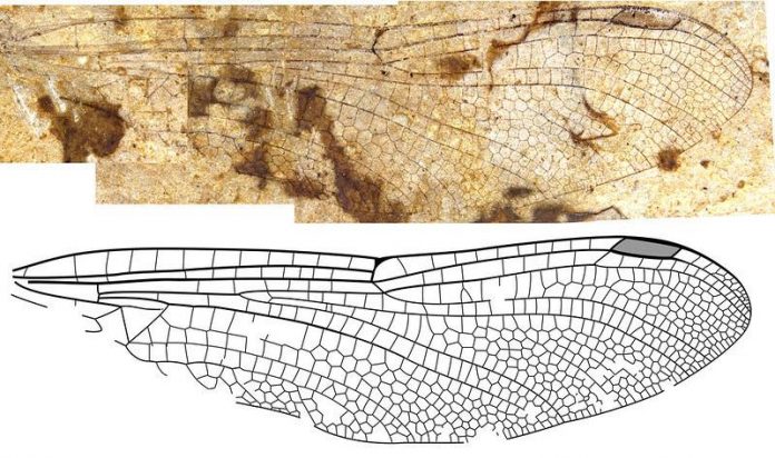 Study: "First Fossil Dragonflies From B.C. Identified and Named"
