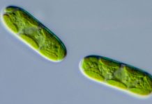 Study: Genes from bacteria helped plants conquer the land Study: Genes from bacteria helped plants conquer the land