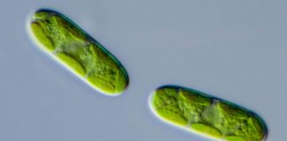 Study: Genes from bacteria helped plants conquer the land Study: Genes from bacteria helped plants conquer the land