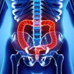Study: New light shed on gut function Study: New light shed on gut function