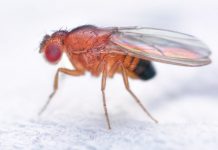 Research: Why do we freeze when startled? New study in flies points to serotonin —