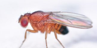 Research: Why do we freeze when startled? New study in flies points to serotonin —