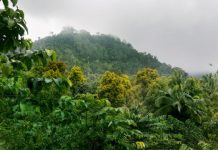 Research: Global levels of biodiversity could be lower than we think, new study warns —