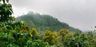 Research: Global levels of biodiversity could be lower than we think, new study warns —