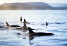 Research: Post-menopausal killer whale grandmothers improve the chances of survival for their grand-calves —