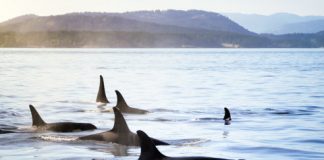 Research: Post-menopausal killer whale grandmothers improve the chances of survival for their grand-calves —