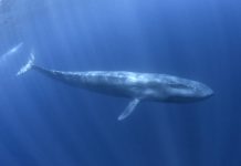 Research: Feeding strategy strongly influences their size cap, but all whales depend on rich ocean resources to be big —