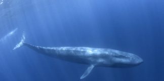 Research: Feeding strategy strongly influences their size cap, but all whales depend on rich ocean resources to be big —