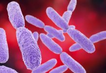 Research: Deadly ‘superbugs’ destroyed by molecular drills —