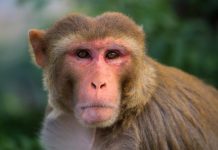 Research: Researchers reconstruct spoken words as processed in nonhuman primate brains —