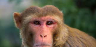 Research: Researchers reconstruct spoken words as processed in nonhuman primate brains —